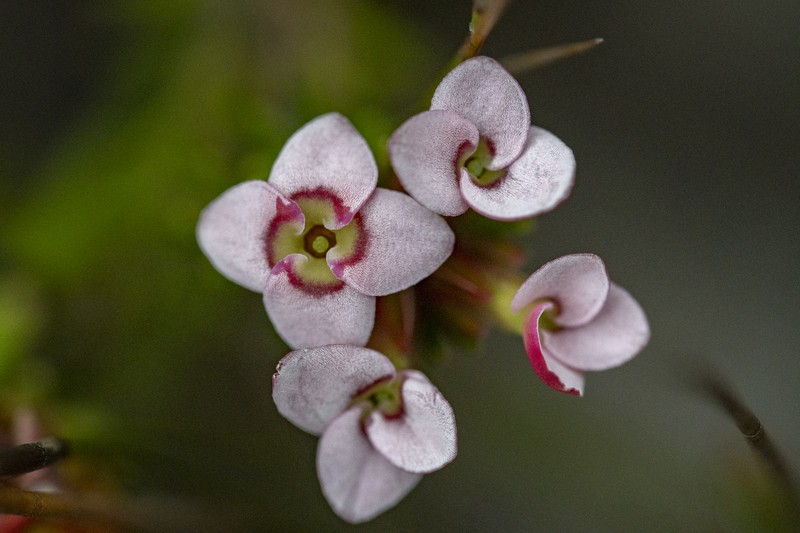 Erica fastigiata var. fastigiata photo 2