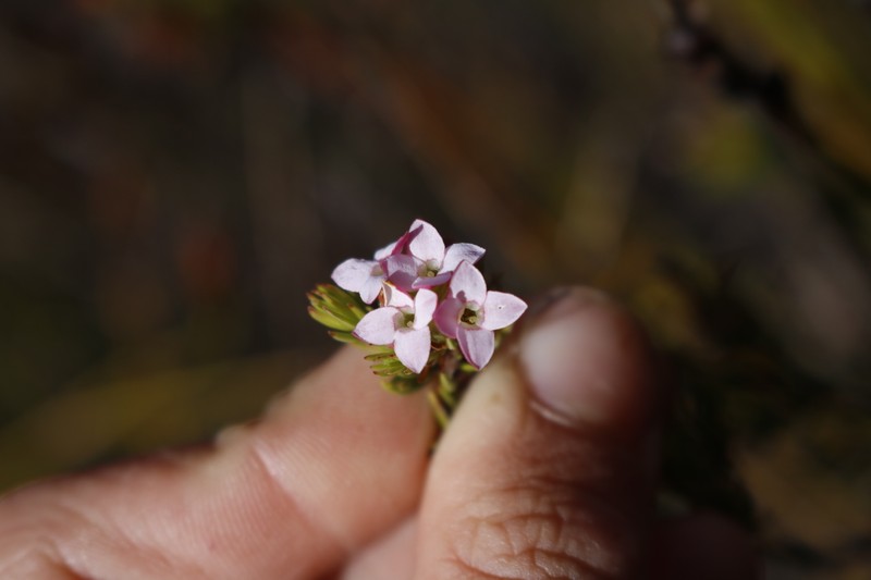 Erica fastigiata var. fastigiata photo 3