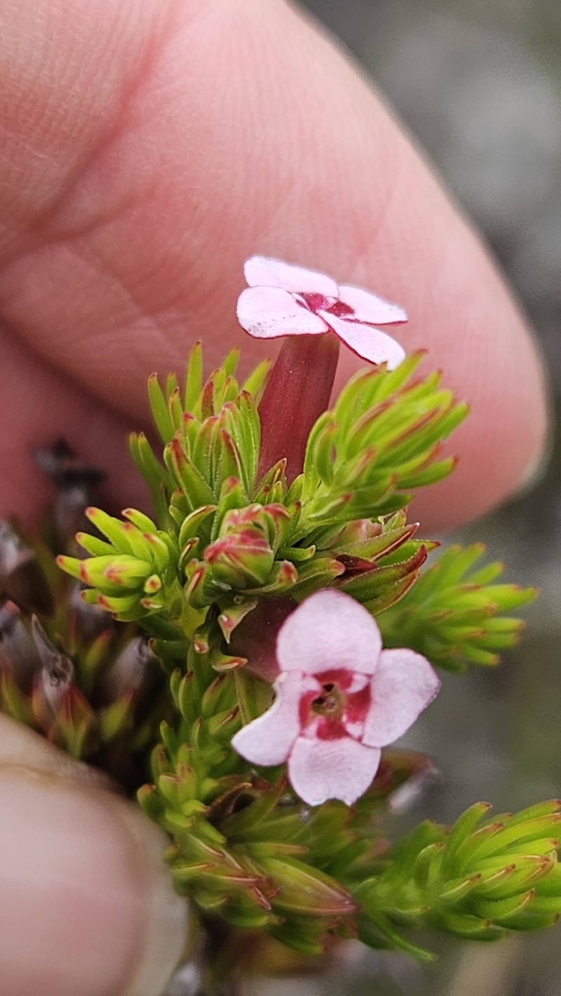 Erica fastigiata var. fastigiata photo 4