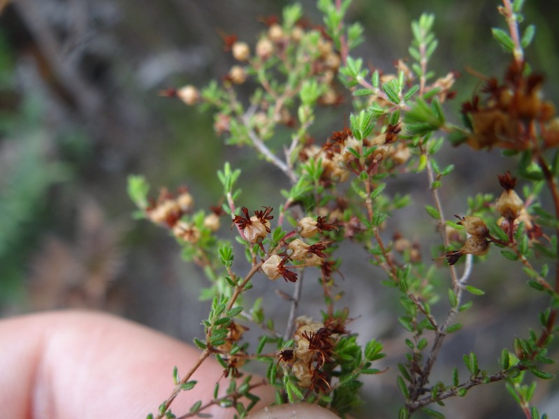 Erica filiformis var. filiformis