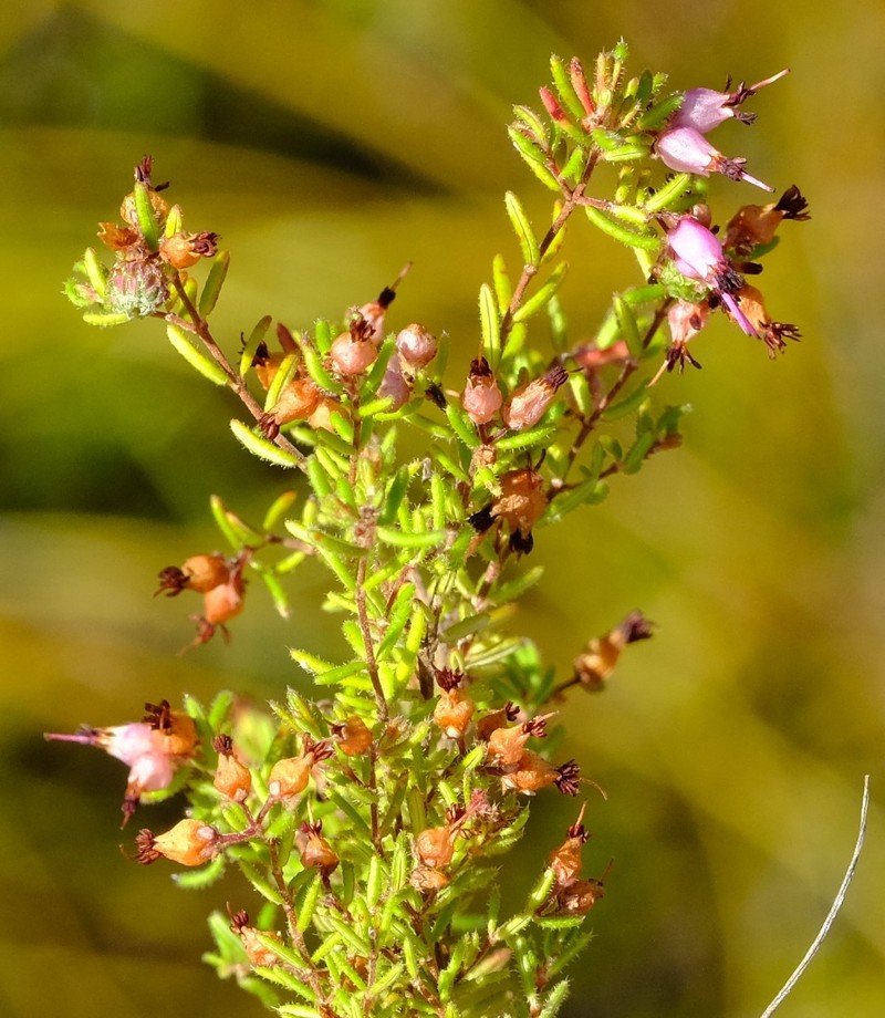Erica filiformis var. filiformis photo 4