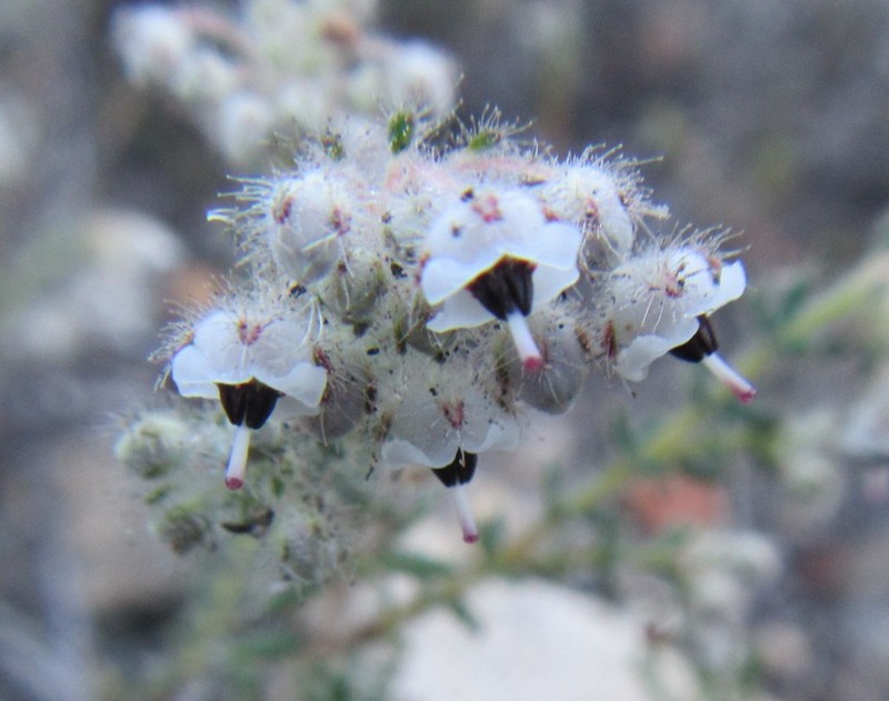 Erica galantha