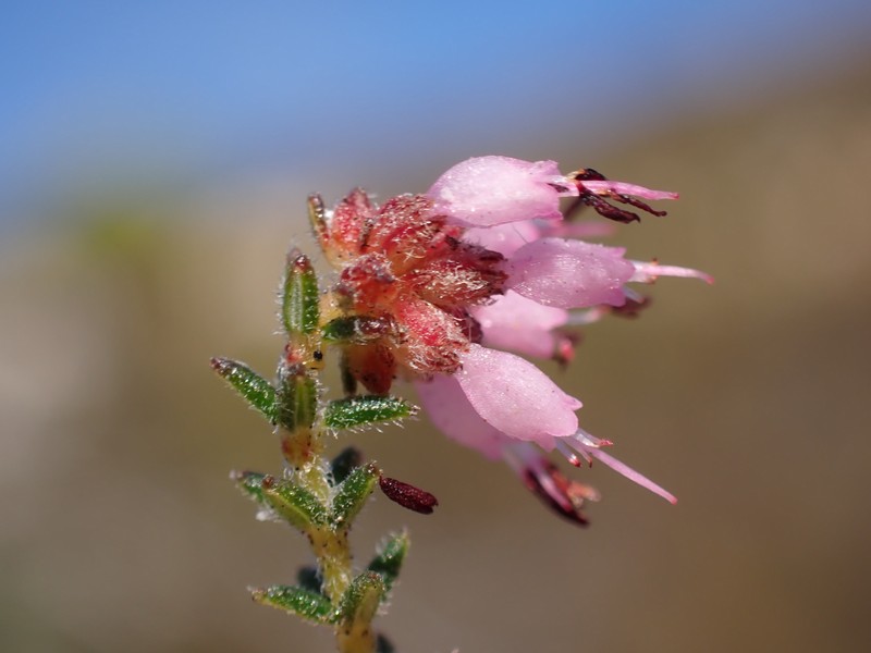 Erica glabella subsp. glabella
