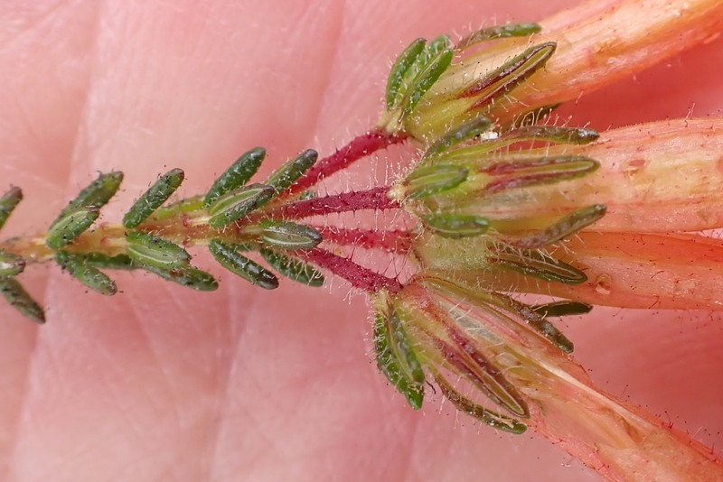 Erica glandulosa subsp. glandulosa