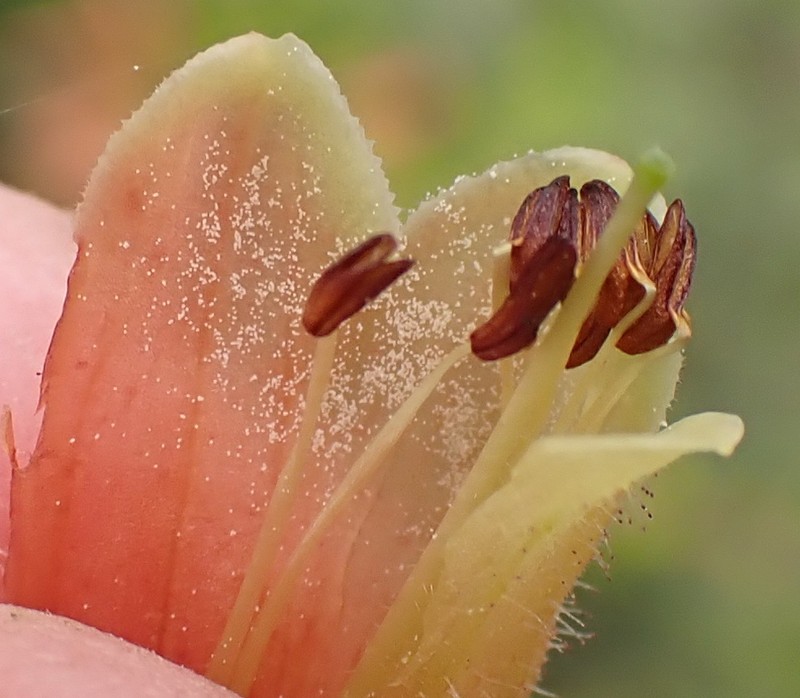 Erica glandulosa subsp. glandulosa photo 2
