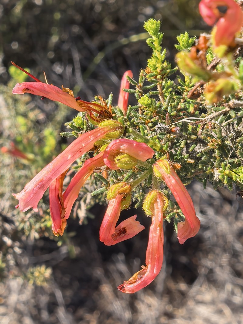 Erica glandulosa subsp. glandulosa photo 3