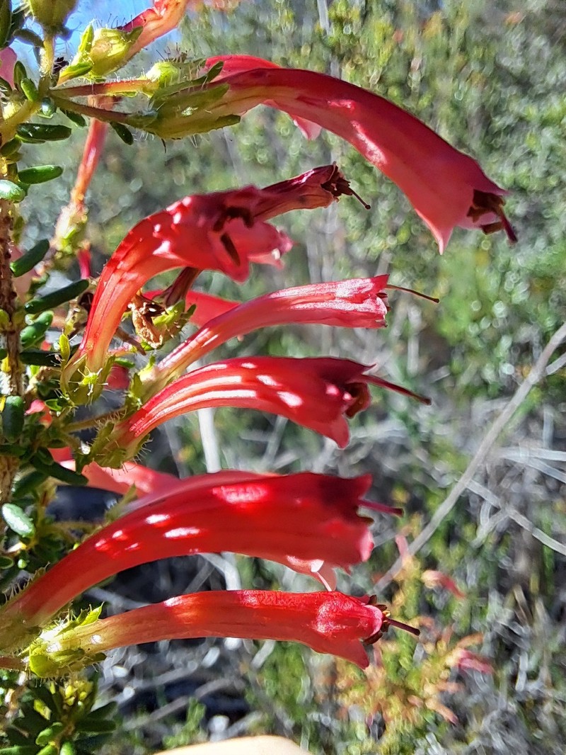 Erica glandulosa subsp. glandulosa photo 4
