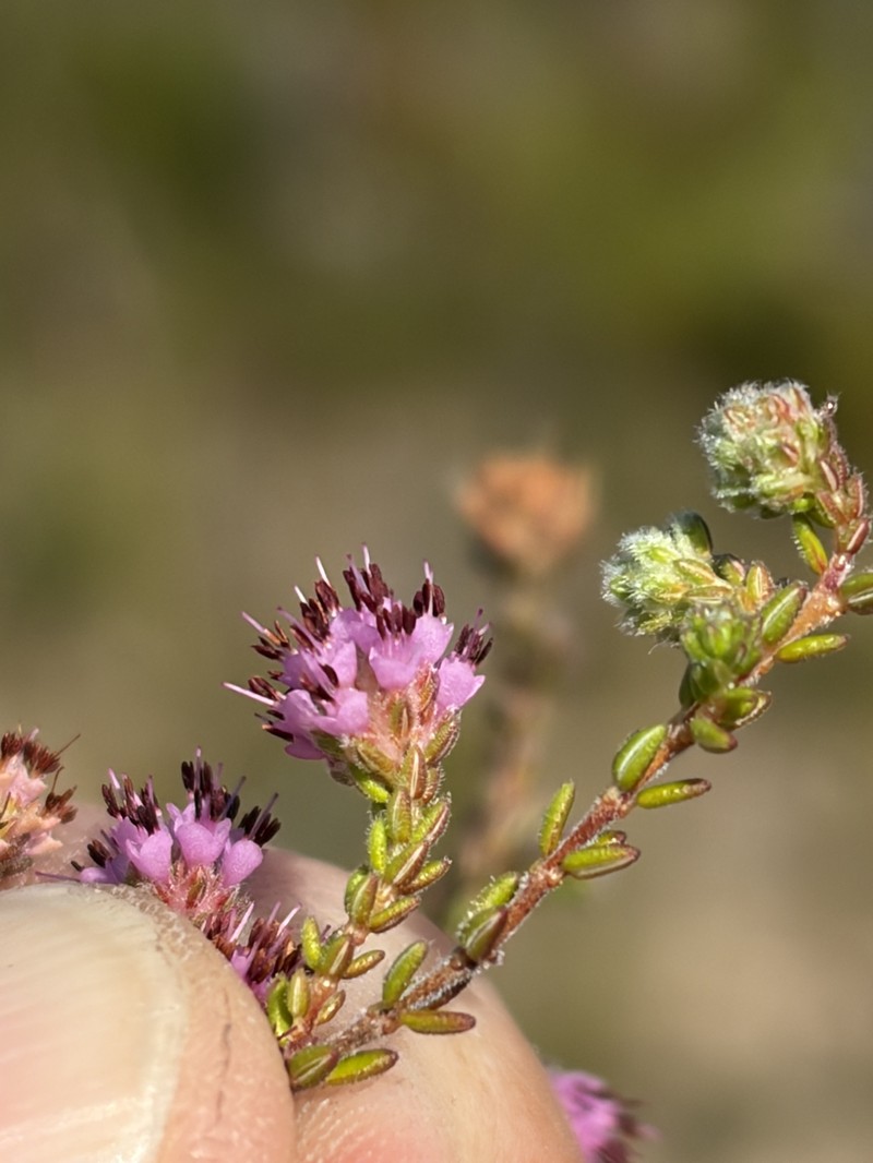 Erica globiceps subsp. globiceps