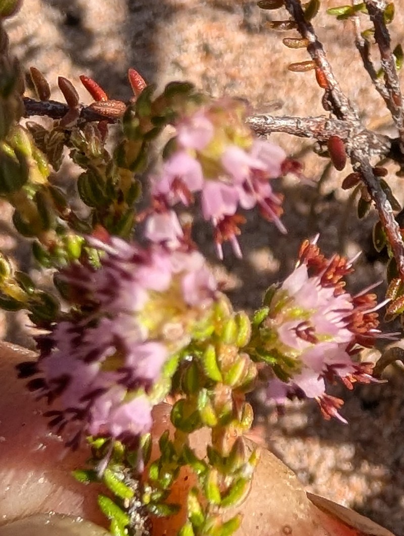 Erica globiceps subsp. globiceps photo 2