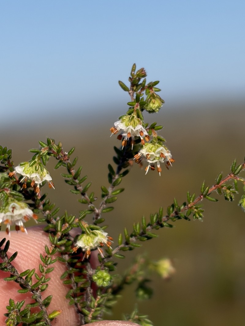 Erica globiceps subsp. globiceps photo 3