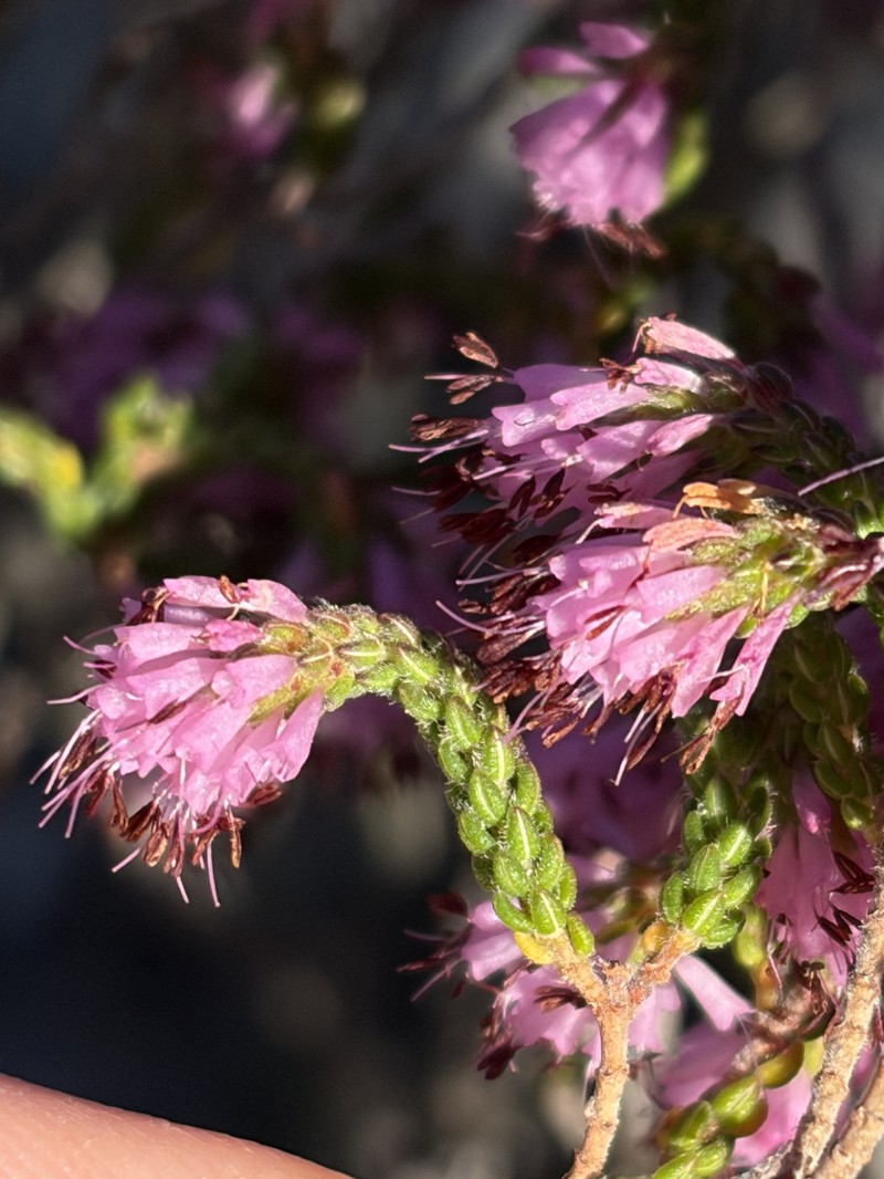 Erica globiceps subsp. globiceps photo 4