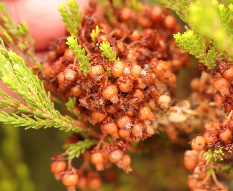 Erica glomiflora var. glomiflora