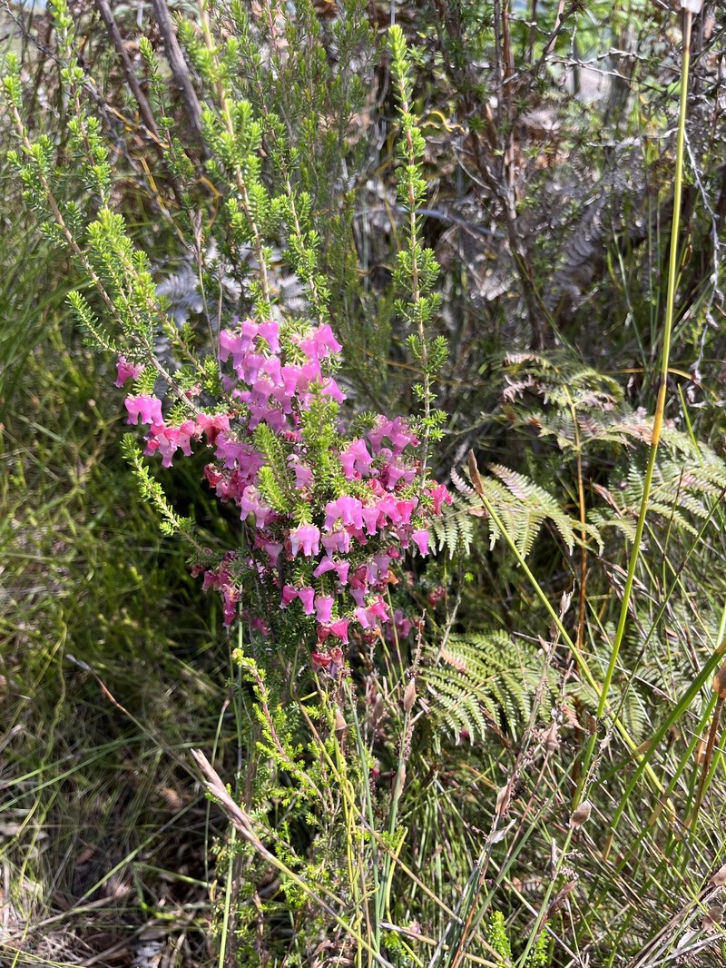 Erica glomiflora var. glomiflora photo 2