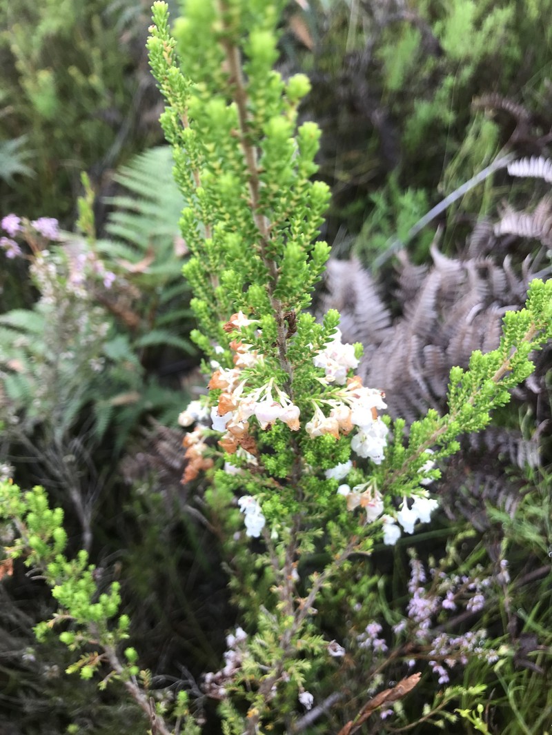 Erica glomiflora var. glomiflora photo 3