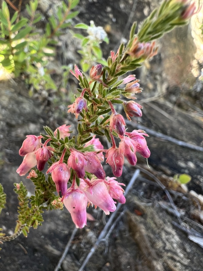 Erica glomiflora var. glomiflora photo 4