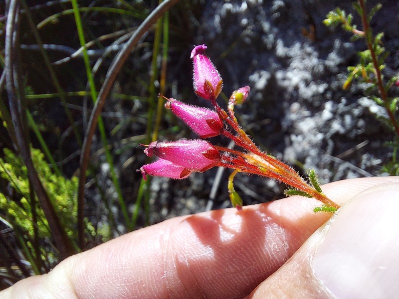 Erica glutinosa var. glutinosa