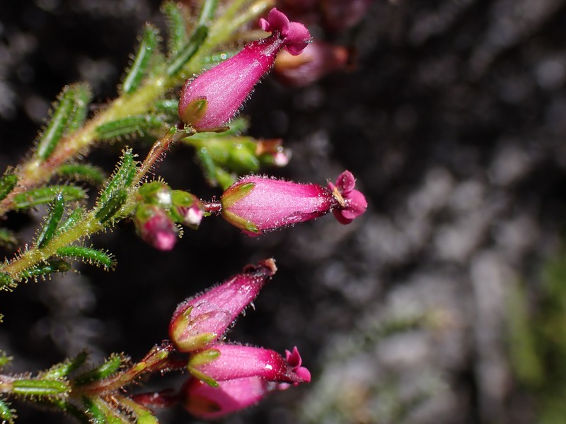 Erica glutinosa var. glutinosa photo 2