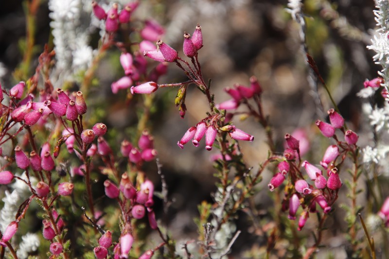 Erica glutinosa var. glutinosa photo 3