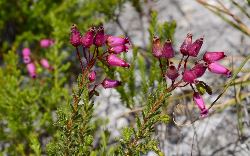 Erica glutinosa var. glutinosa photo 4