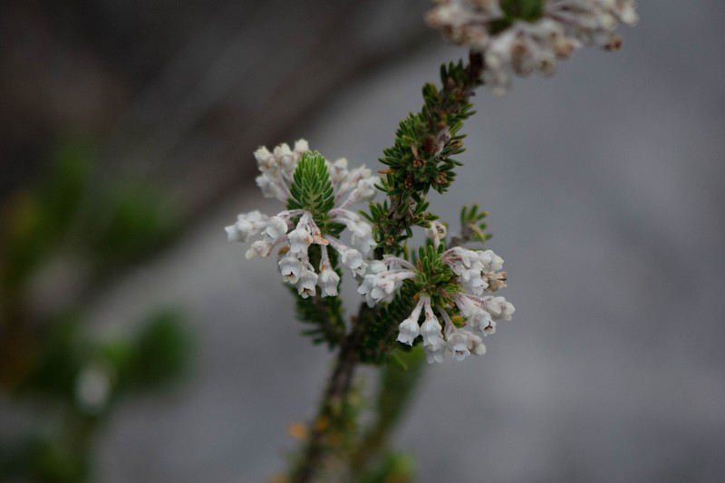 Erica goatcheriana var. goatcheriana