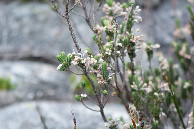 Erica goatcheriana var. goatcheriana photo 3