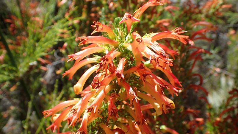 Erica grandiflora subsp. grandiflora