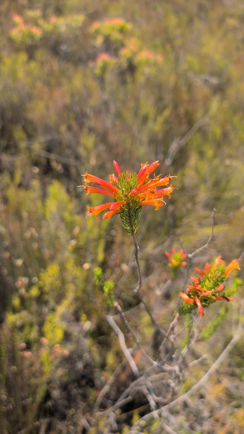 Erica grandiflora subsp. grandiflora photo 4