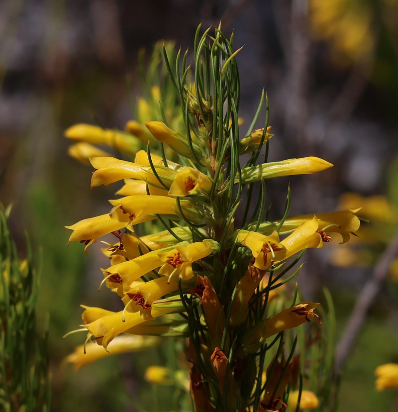 Erica grandiflora subsp. perfoliosa photo 2