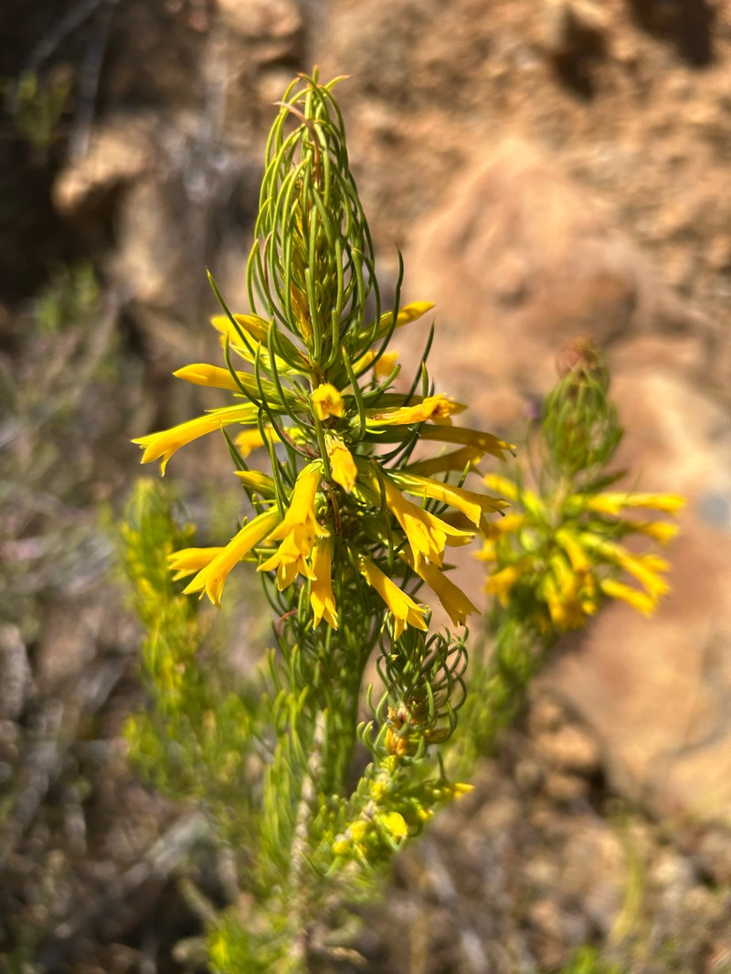 Erica grandiflora subsp. perfoliosa photo 3