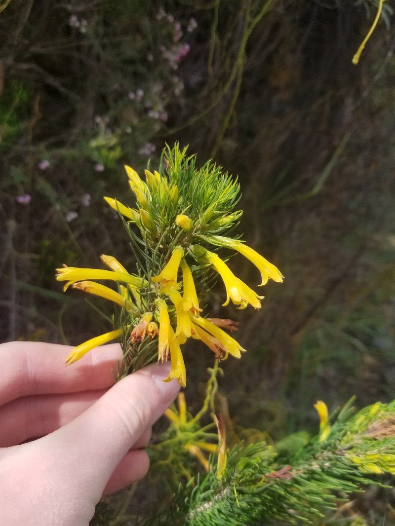 Erica grandiflora subsp. perfoliosa photo 4