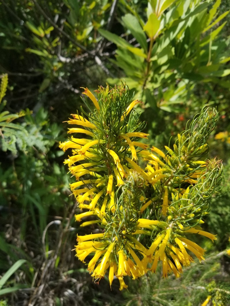 Erica grandiflora subsp. perfoliosa photo 5