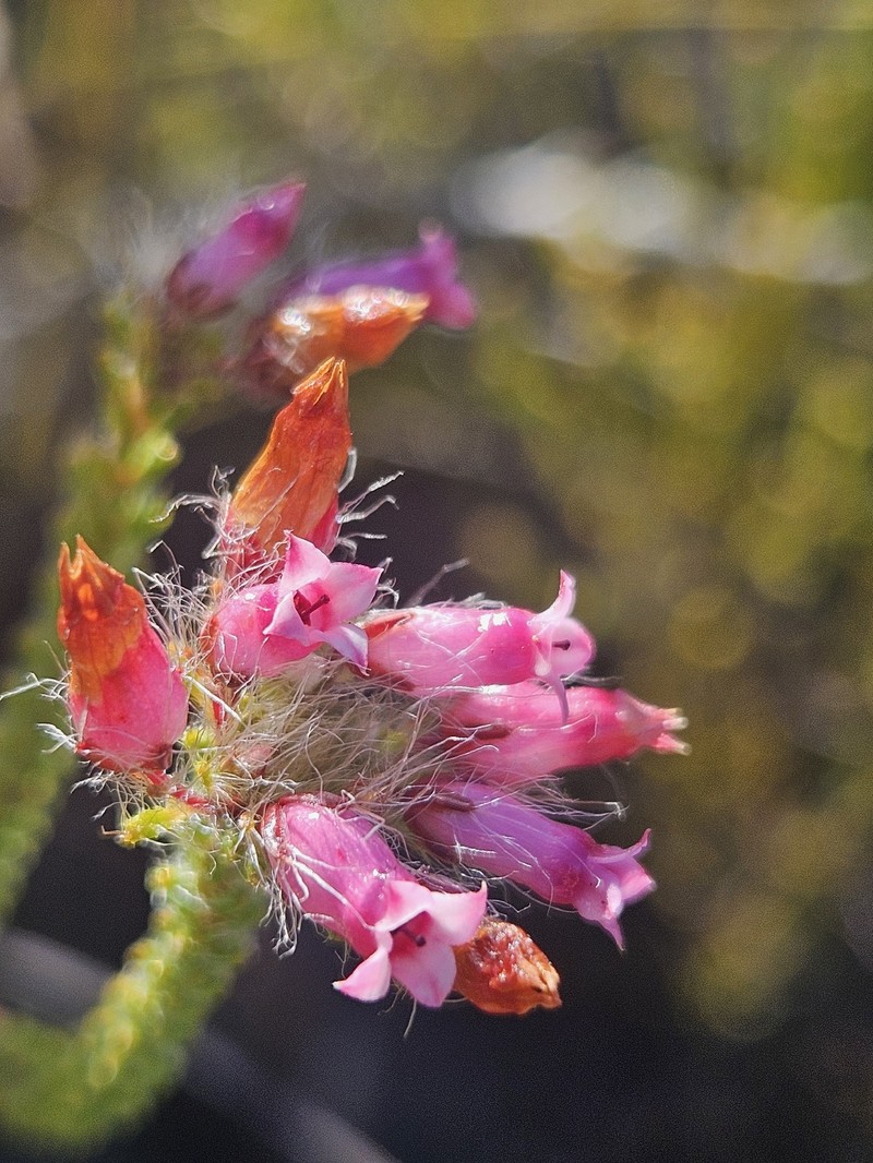 Erica gysbertii var. gysbertii