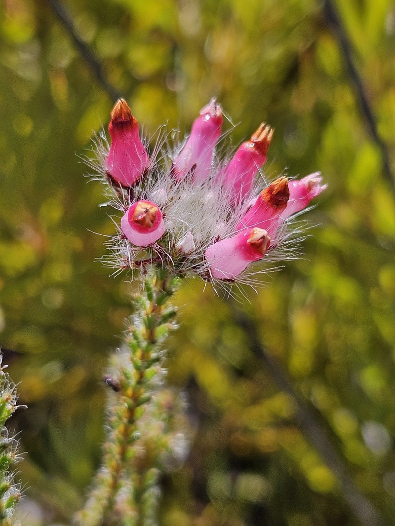 Erica gysbertii var. gysbertii photo 2