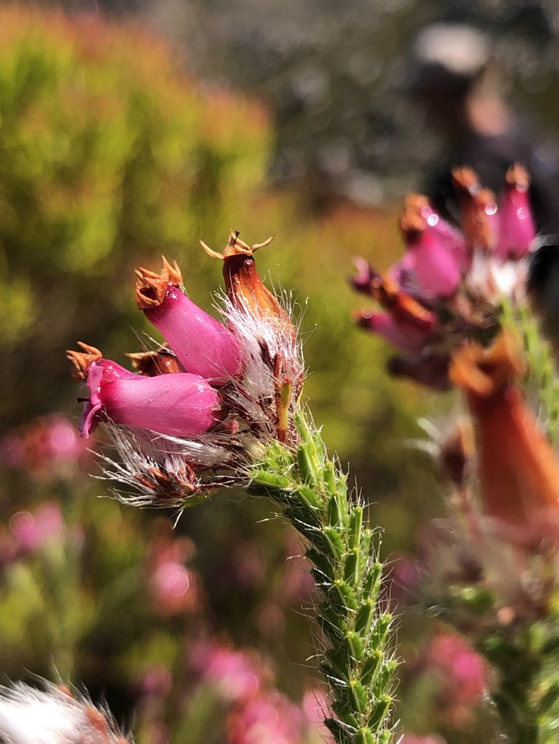 Erica gysbertii var. gysbertii photo 3