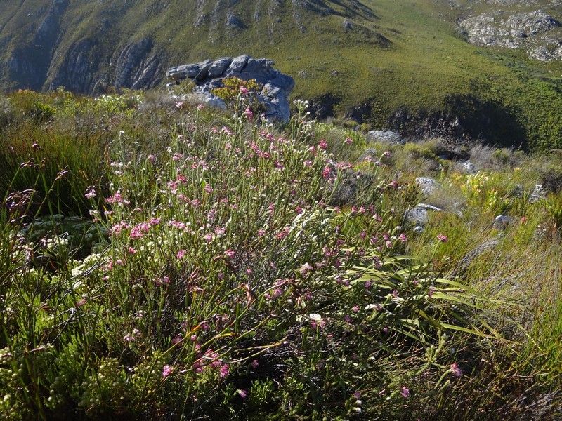 Erica gysbertii var. gysbertii photo 4