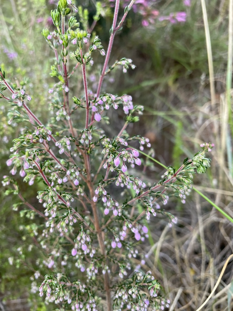 Erica hirtiflora var. hirtiflora