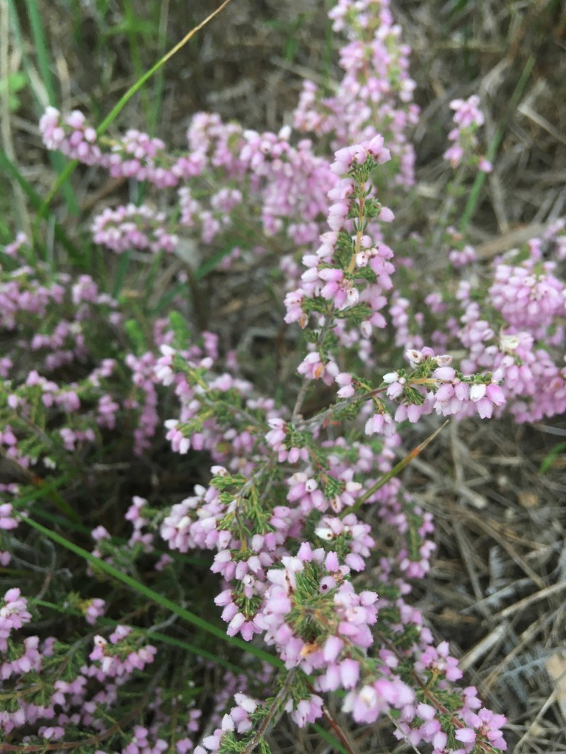 Erica hirtiflora var. hirtiflora photo 2