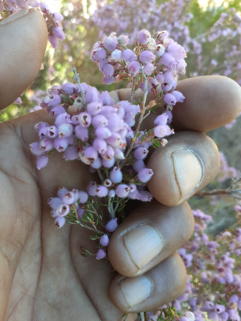 Erica hirtiflora var. hirtiflora photo 3