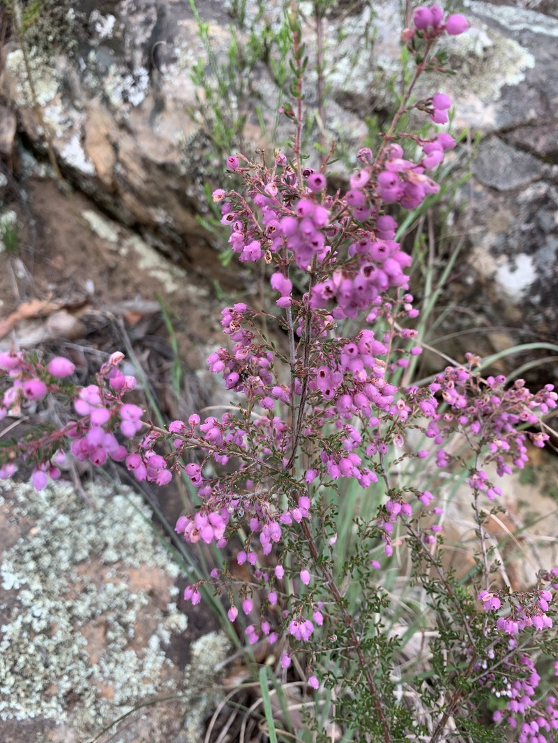 Erica hirtiflora var. hirtiflora photo 4