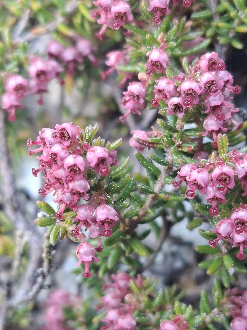 Erica hispidula var. hispidula photo 2