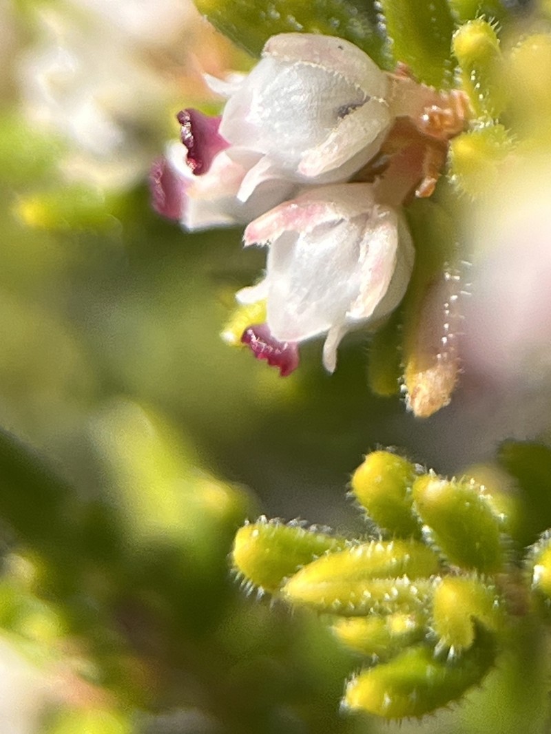 Erica hispidula var. hispidula photo 3