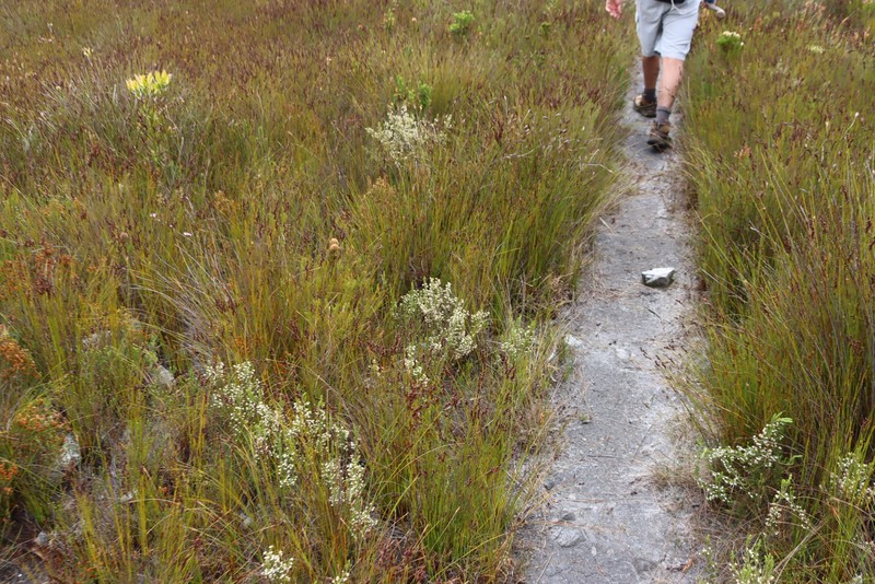 Erica hispidula var. hispidula photo 4