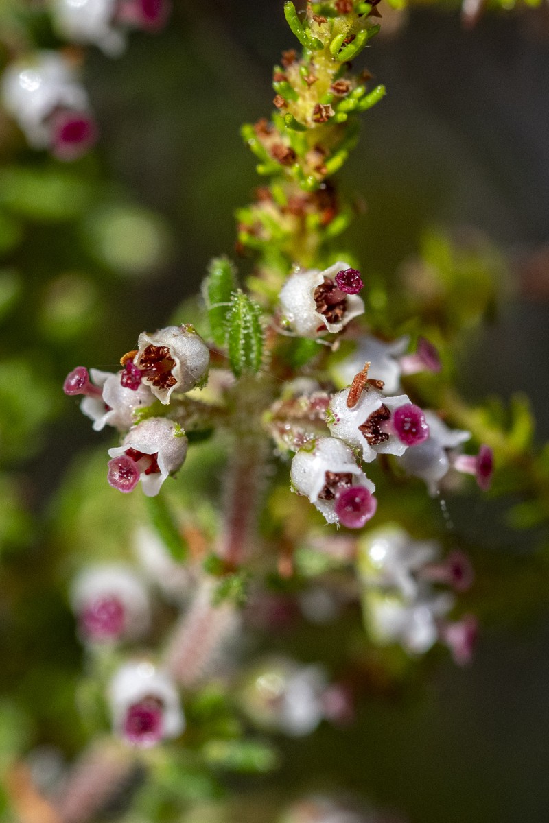 Erica hispidula var. hispidula photo 5