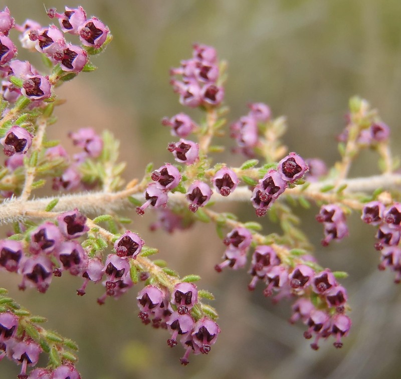 Erica hispidula var. hispidula