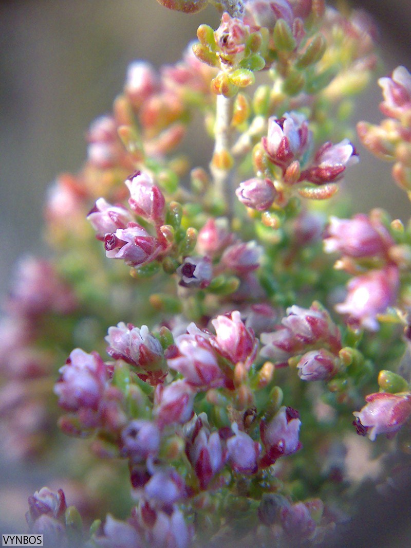 Erica hispidula var. hispidula photo 6