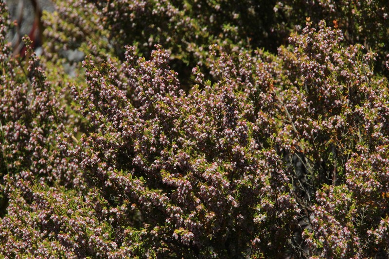 Erica hispidula var. hispidula photo 7