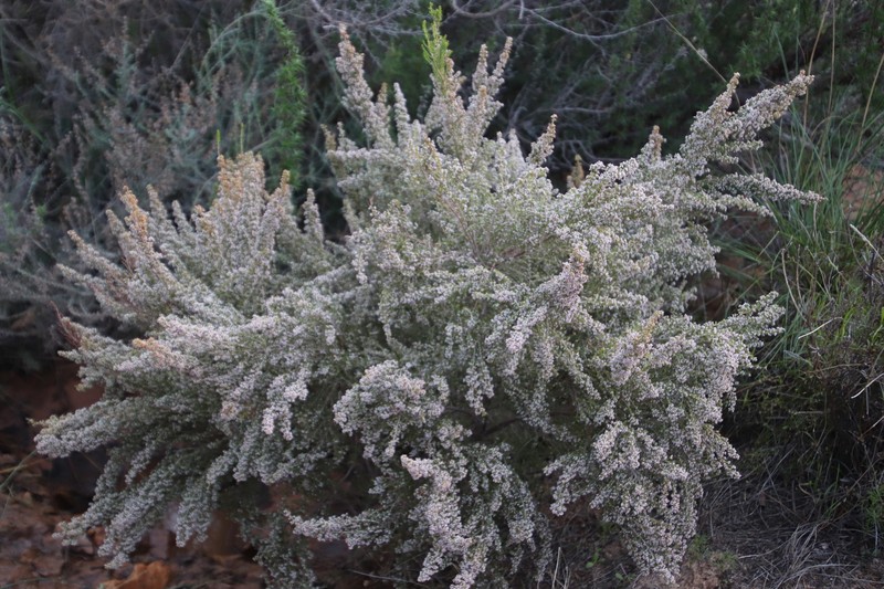 Erica hispidula var. hispidula photo 8