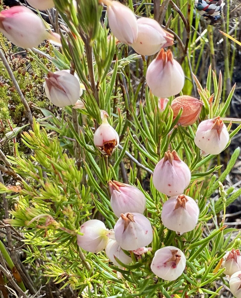 Erica holosericea var. holosericea