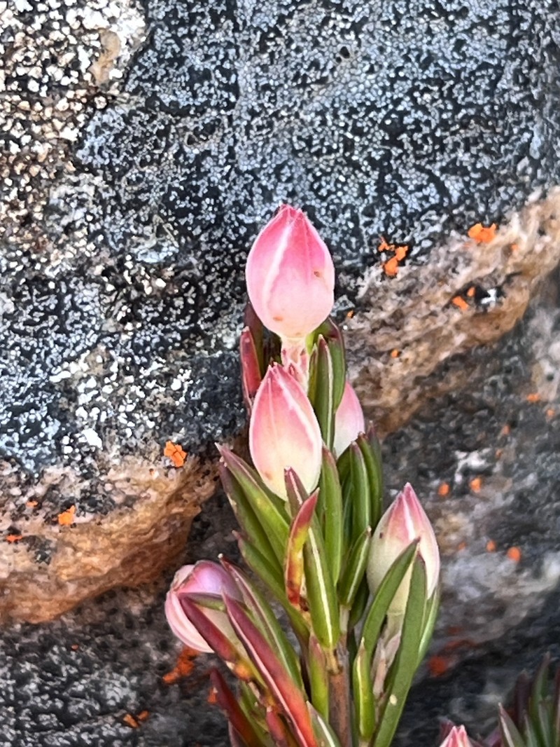 Erica holosericea var. holosericea photo 2
