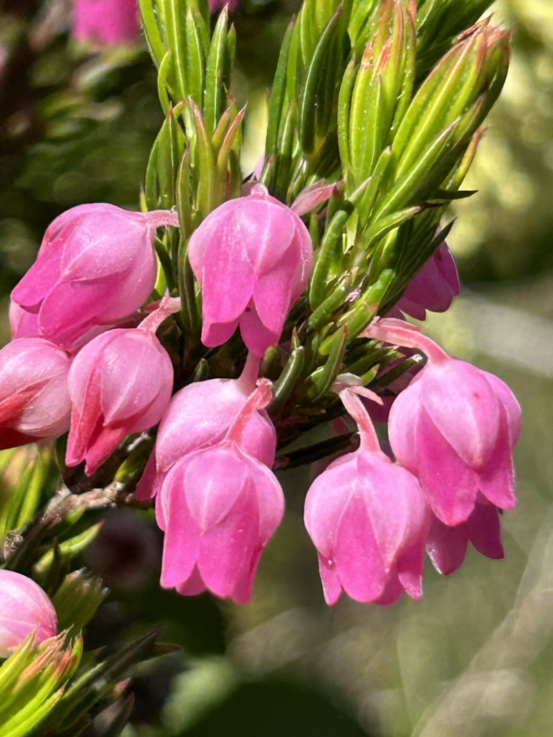 Erica holosericea var. holosericea photo 3